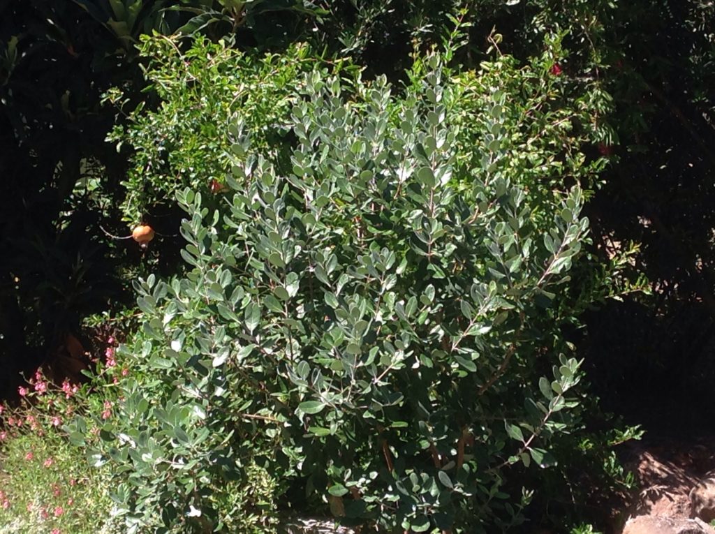 guava pineapple plant Feijoa sellowiana (1 qt)