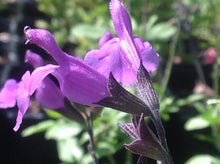 Load image into Gallery viewer, Salvia x microphylla &#39;Mesa Azure&#39; (1 qt) | Azure Hybrid Sage (1 qt)
