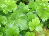 Heuchera 'Lemon Chiffon' | Lemon Chiffon Coral Bells