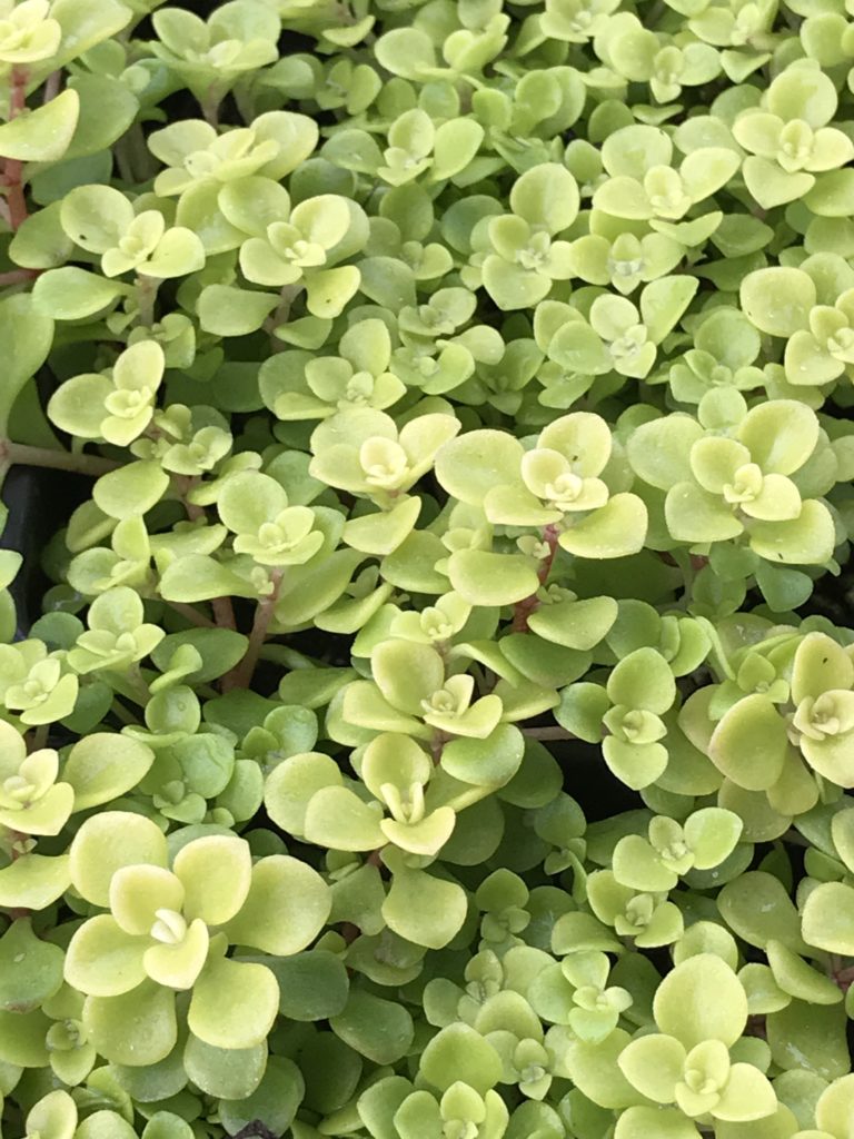 ogon succulent Sedum makinoi 'Ogon' (4")
