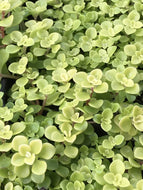 Sedum makinoi 'Ogon' (4