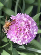 Armeria pseudarmeria 'Sweet Dreams' (1 qt) | Sea Pinks (1 qt)