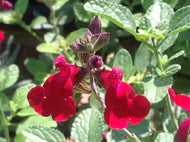 Salvia microphylla x greggii 'Heatwave Blaze' (1 qt) | Heatwave Blaze Sage (1 qt)