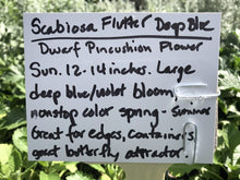 Load image into Gallery viewer, Scabiosa columbaria &#39;Flutter Deep Blue&#39; (1 qt) | Pincushion Flower (1 qt)
