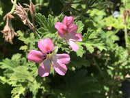 Pelargonium 'Sweet Mimosa' (4