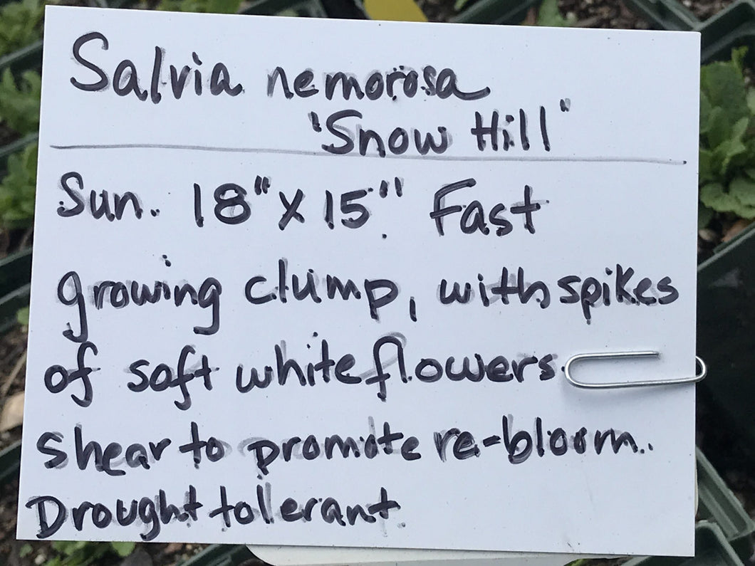 Salvia nemorosa 'Snow Hill' | Snow Hill Meadow Sage