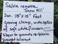 Salvia nemorosa 'Snow Hill' (4