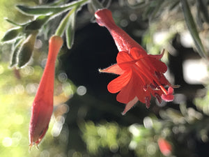 Epilobium californicum (1 qt) | California Fuchsia (1 qt)