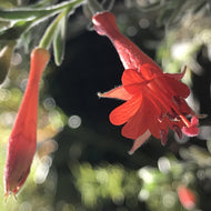 Epilobium californicum (1 qt) | California Fuchsia (1 qt)