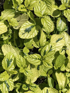Ceanothus griseus horizontalis 'Diamond Heights' (1 qt) | Diamond Heights Variegated Carmel Creeper (1 qt)