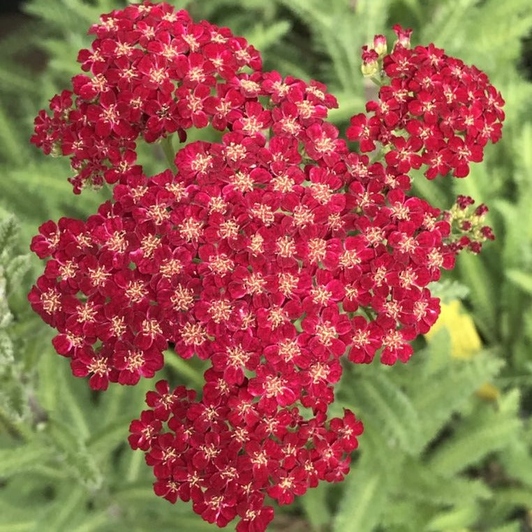 Achillea millefolium 'Red Velvet' (1 qt) | Red Velvet Yarrow (1 qt)