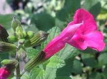 Load image into Gallery viewer, Salvia microphylla &#39;La Trinidad Pink&#39; (1 qt) | Trinity Pink Mountain Sage (1 qt)

