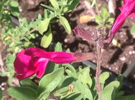 Salvia greggii 'Dark Dancer' (1 qt) | Dark Dancer Autumn Sage (1 qt)