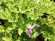 Pelargonium grossularioides (4