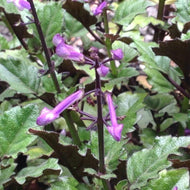 Plectranthus 'Velvet Elvis' (1 qt) | Velvet Elvis Swedish Ivy (1 qt)