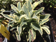 Salvia officinalis 'Variegated Berggarten' (4