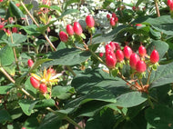 Hypericum x 'Harvest Festival Red' (1 qt) | Harvest Festival Red St. John's Wort (1 qt)