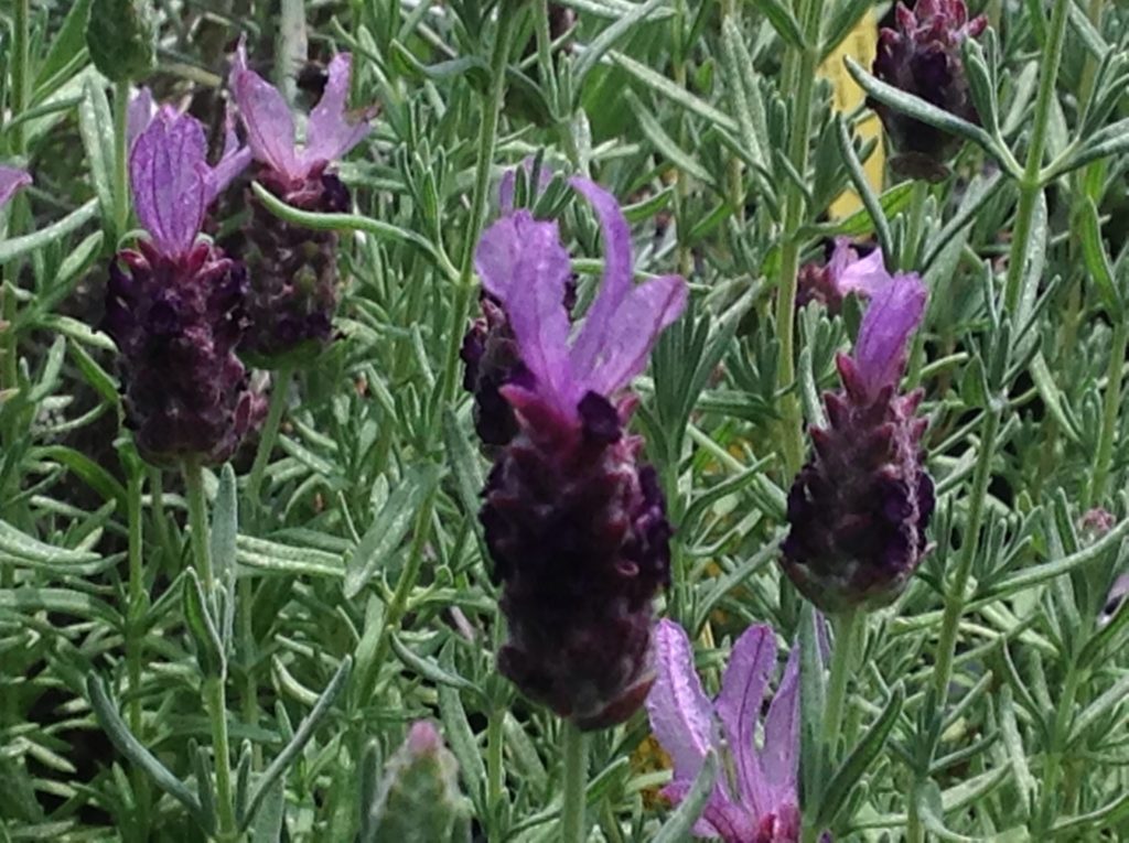 ruffles lavender plant Lavandula stoechas 'Blueberry Ruffles' (4")