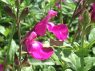 Salvia microphylla 'Heatwave Sparkle' (1 qt) | Heatwave Sparkle Sage (1 qt)