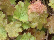 Heuchera 'Kassandra' (1 qt) | Kassandra Coral Bells (1 qt)