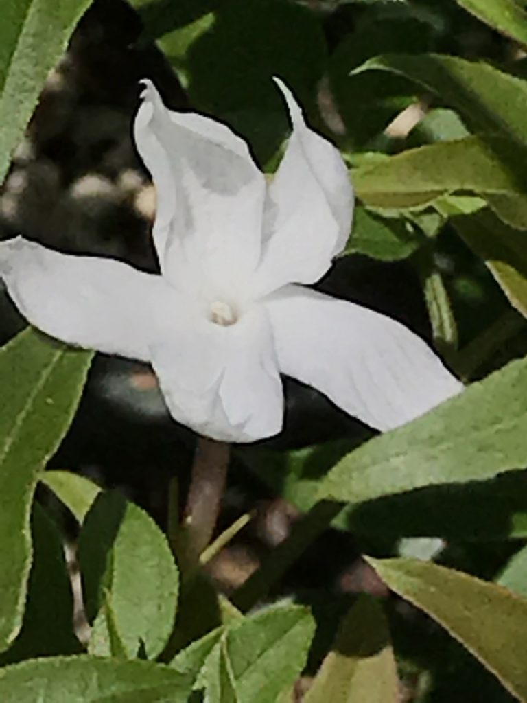 Jasminum polyanthum (1 qt) | Pink Jasmine (1 qt)