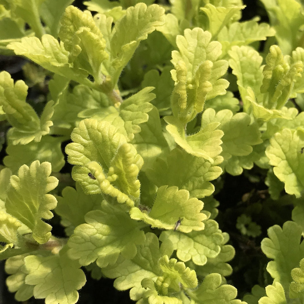 Teucrium chamaedrys 'Summer Sunshine' | Summer Sunshine Wall Germander