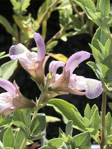 Salvia dolomitica (1 qt) | South African Sage (1 qt)