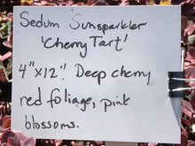 Load image into Gallery viewer, Sedum &#39;Cherry Tart&#39; | Sunsparkler Cherry Tart Stonecrop
