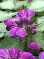 Lamium maculatum 'Orchid Frost' (1 qt) | Orchid Frost Dead Nettles (1 qt)