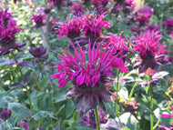 Monarda didyma 'Raspberry Wine' (1 qt) | Raspberry Wine Bee Balm (1 qt)