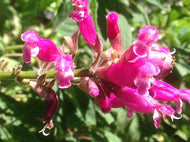 Salvia involucrata (1 qt) | Rose Bud Sage (1 qt)