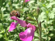 Salvia microphylla 'Heatwave Glitter' (1 qt)  | Heatwave Glitter Sage (1 qt)