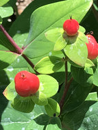 Hypericum 'Compact Red' (1 qt) | Compact Red St. John's Wort (1 qt)