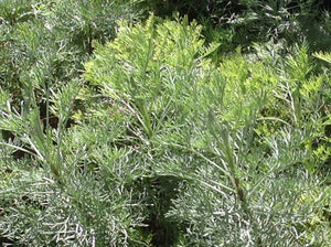 Artemisia abrotanum 'Tangerine' | Tangerine Southernwood