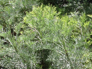 Artemisia abrotanum 'Tangerine' (4