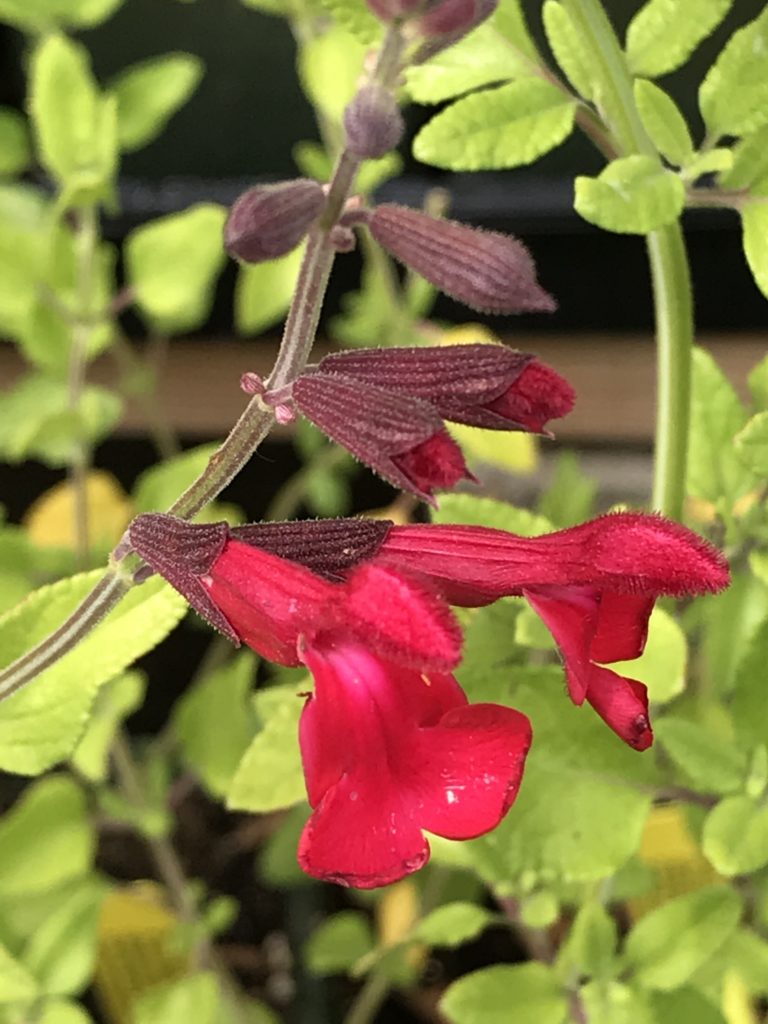 Salvia darcyi x microphylla 'Silke's Dream' (1 qt) | Silke's Dream Sage (1 qt)