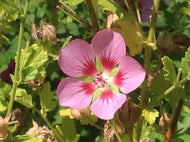 Anisodontea 'Slightly Strawberry' (1 qt) | 'Slightly Strawberry' Cape Mallow (1 qt)