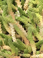Sedum acre (4