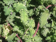 Teucrium 'Crispum' (4