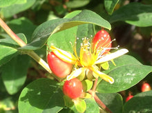 Load image into Gallery viewer, Hypericum x &#39;Harvest Festival Red&#39; (1 qt) | Harvest Festival Red St. John&#39;s Wort (1 qt)
