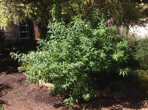 Lemon Verbena Plant