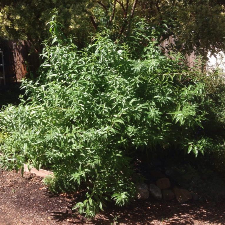 Aloysia triphylla (4