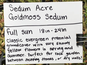 Sedum acre | Goldmoss Sedum