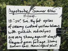 Load image into Gallery viewer, Agastache &#39;Summer Glow&#39; (1 qt) | Summer Glow Hummingbird Mint (1 qt)
