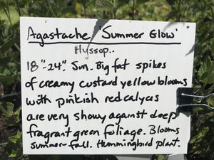 Agastache 'Summer Glow' (1 qt) | Summer Glow Hummingbird Mint (1 qt)
