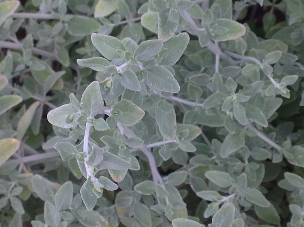 Micromeria fruticosa (1 qt) | White Leaved Savory, Za'atar (1 qt)