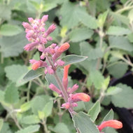 Agastache 'Kudos Orange' (1 qt) | Orange Dwarf Hummingbird Mint (1 qt)