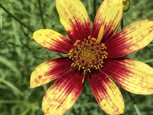 Coreopsis verticillata 'Route 66' | Route 66 Tickseed