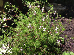 Pelargonium fruticosum | Fern Leaf Geranium