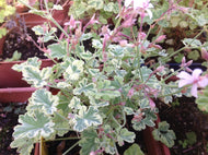 Pelargonium x fragrans 'Variegata' (4